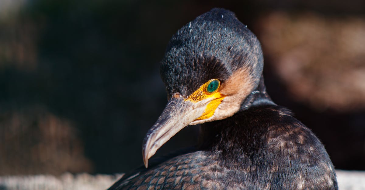 découvrez l'harmonie des couleurs analogues : apprenez à les utiliser pour créer des palettes apaisantes et équilibrées dans vos projets artistiques et de design.
